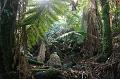 Tree fern gully, Pirianda Gardens IMG_7146
